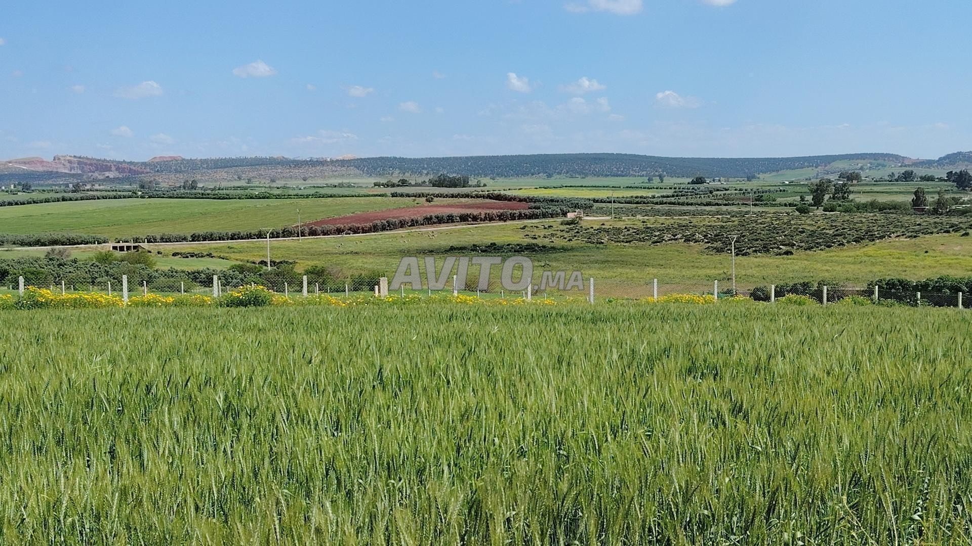 Terrain 5 000 m² à vendre à Sidi Rahal — Photo 4