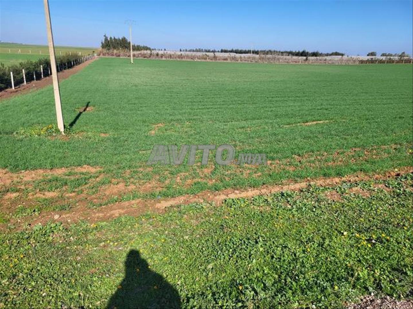 Terrain 5 000 m² à vendre à Sidi Rahal — Photo 6