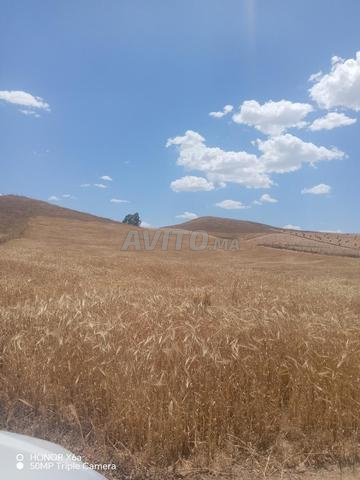 أرض 17500 م² للبيع في سيدي بطاش — Photo 7
