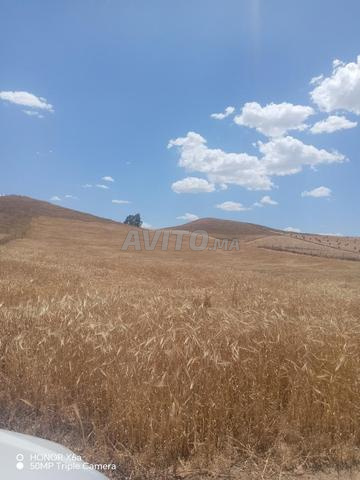 أرض 17500 م² للبيع في سيدي بطاش — Photo 5
