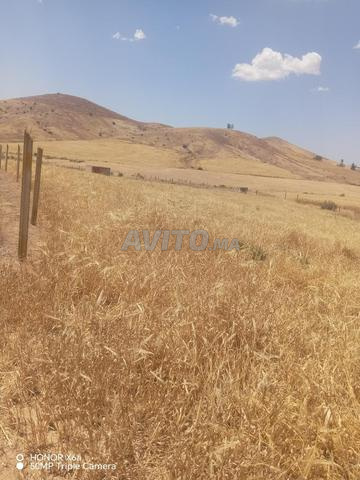 أرض 17500 م² للبيع في سيدي بطاش — Photo 7