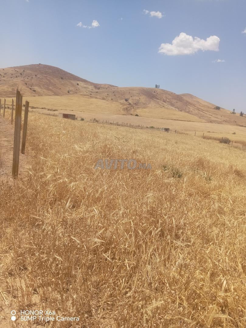 أرض 17500 م² للبيع في سيدي بطاش — Photo 8