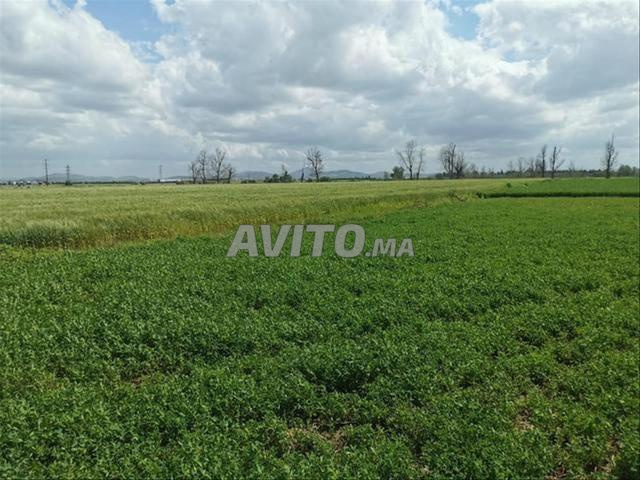 Terrain à partir de 5 000 m² à vendre à Sidi Rahal — Photo 3