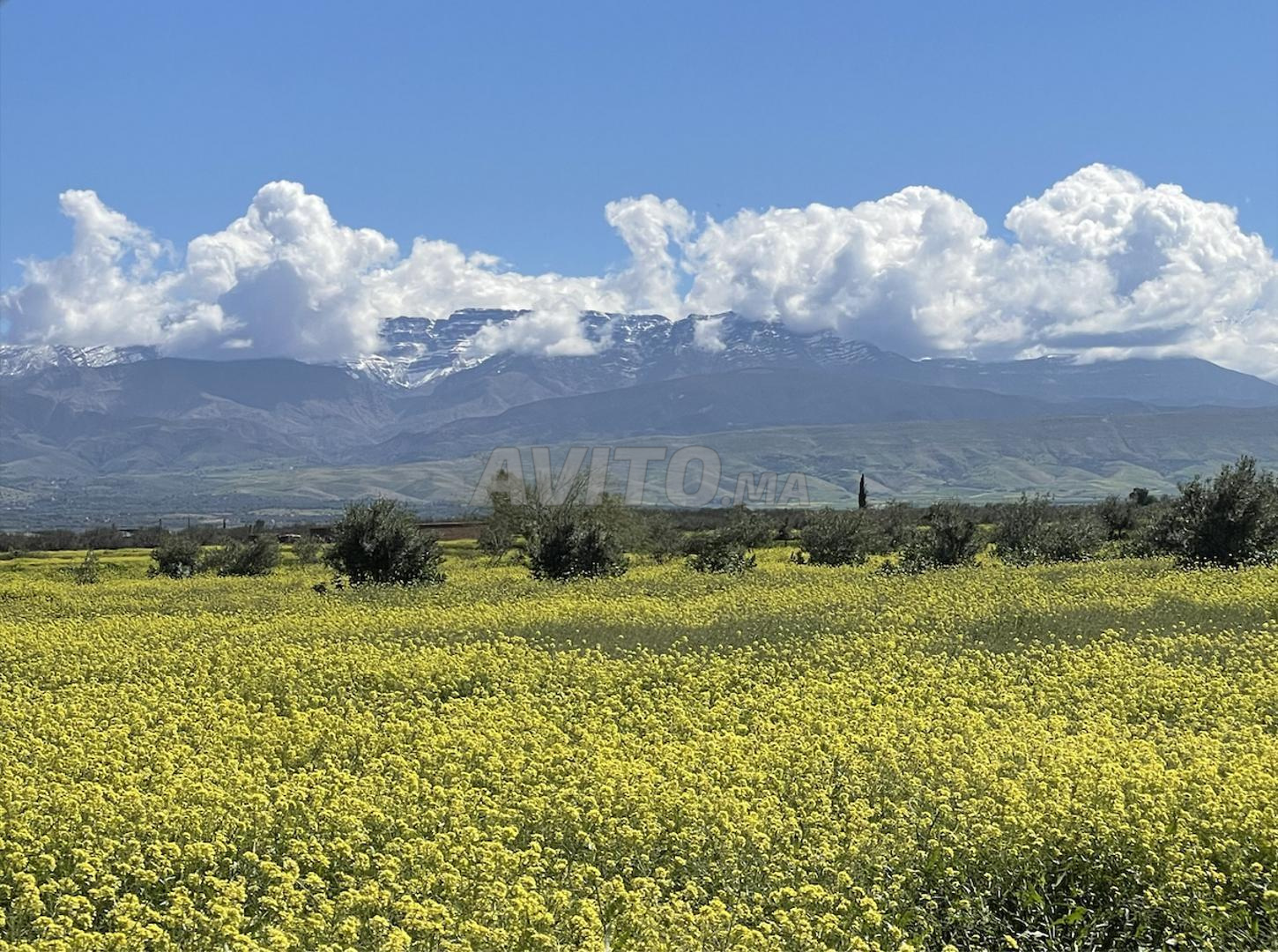 Terrain 2500m2 À Vendre À Tamazouzt
