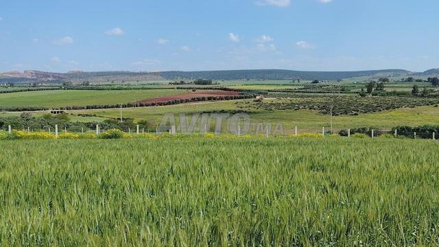 Terrain à vendre à Sidi Rahal — Photo 2