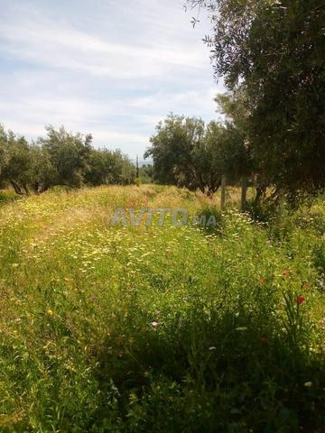 Villa 10001 m² à vendre à Marrakech — Photo 11