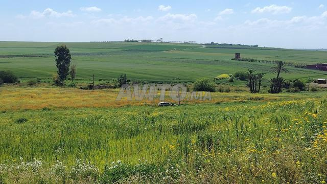 Terrain à partir de 5 000 m² à vendre à Bir Jdid — Photo 5