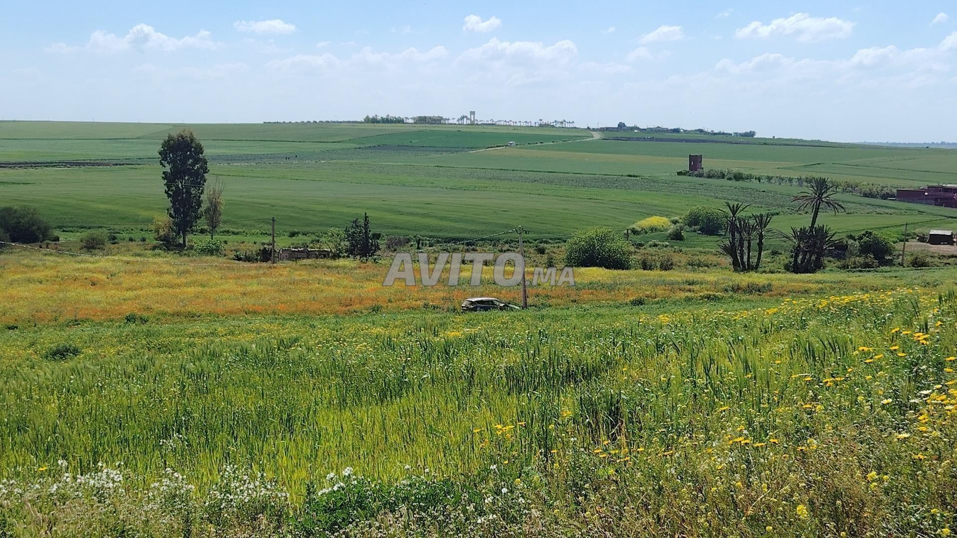 Terrain à partir de 5 000 m² à vendre à Bir Jdid — Photo 6