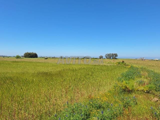 Terrain agricole titré d'un hectare et demi à vendre