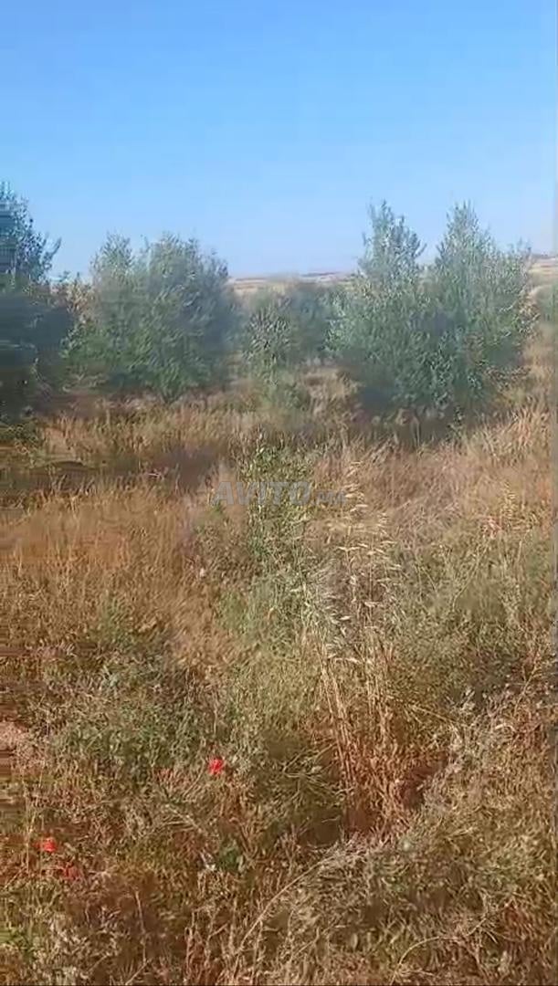 أرض للبيع 4 هكتار في الرباط — Photo 8
