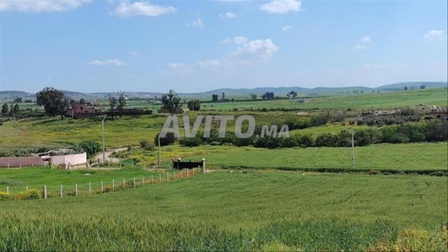 Terrains agricoles et villas titrés à vendre près d'Azemmour
