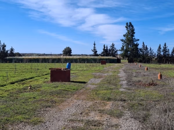 Ferme 2 Ha à vendre à Tiflet — Photo 3