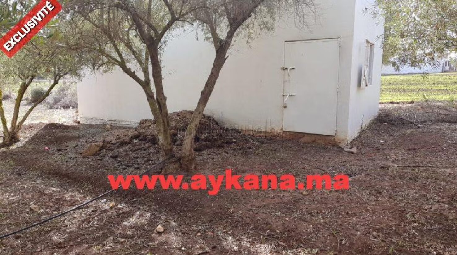 Ferme 2 Ha à vendre à Tiflet — Photo 4