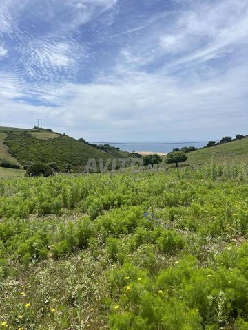 Land for Sale in Larache