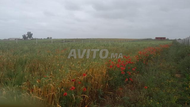 Terrain 10000 m² à vendre à Settat — Photo 6