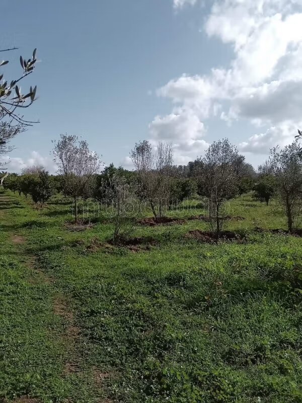 مزرعة 45000 م² للبيع في ساله شول — Photo 9