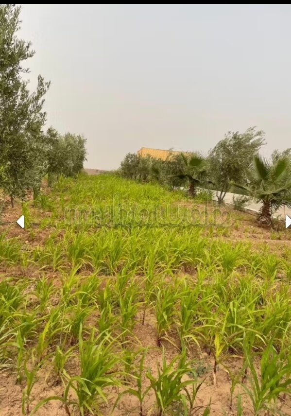 أرض 11000 متر مربع للبيع في مراكش — Photo 8