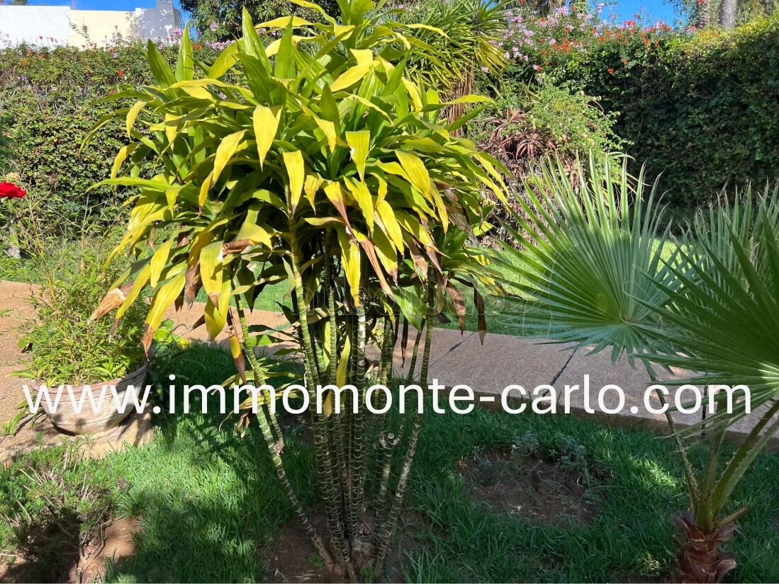 Villa 450 m² à louer à Rabat Souissi — Photo 11
