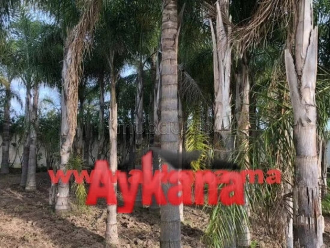 مزرعة 10000 متر مربع للبيع في الرباط — Photo 3