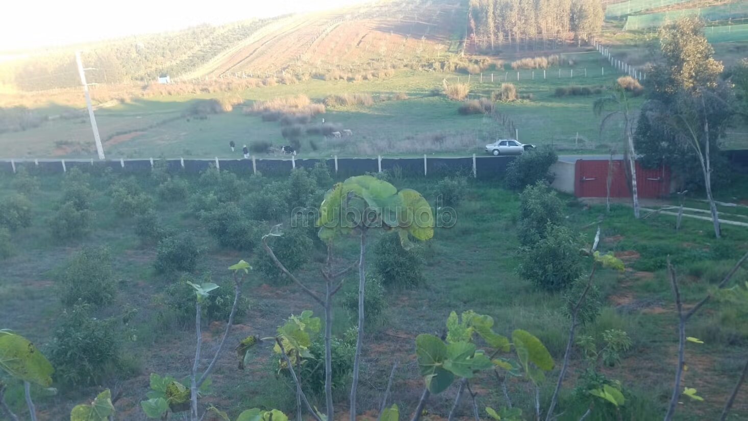 مزرعة 131 متر مربع للبيع في القنيطرة — Photo 11