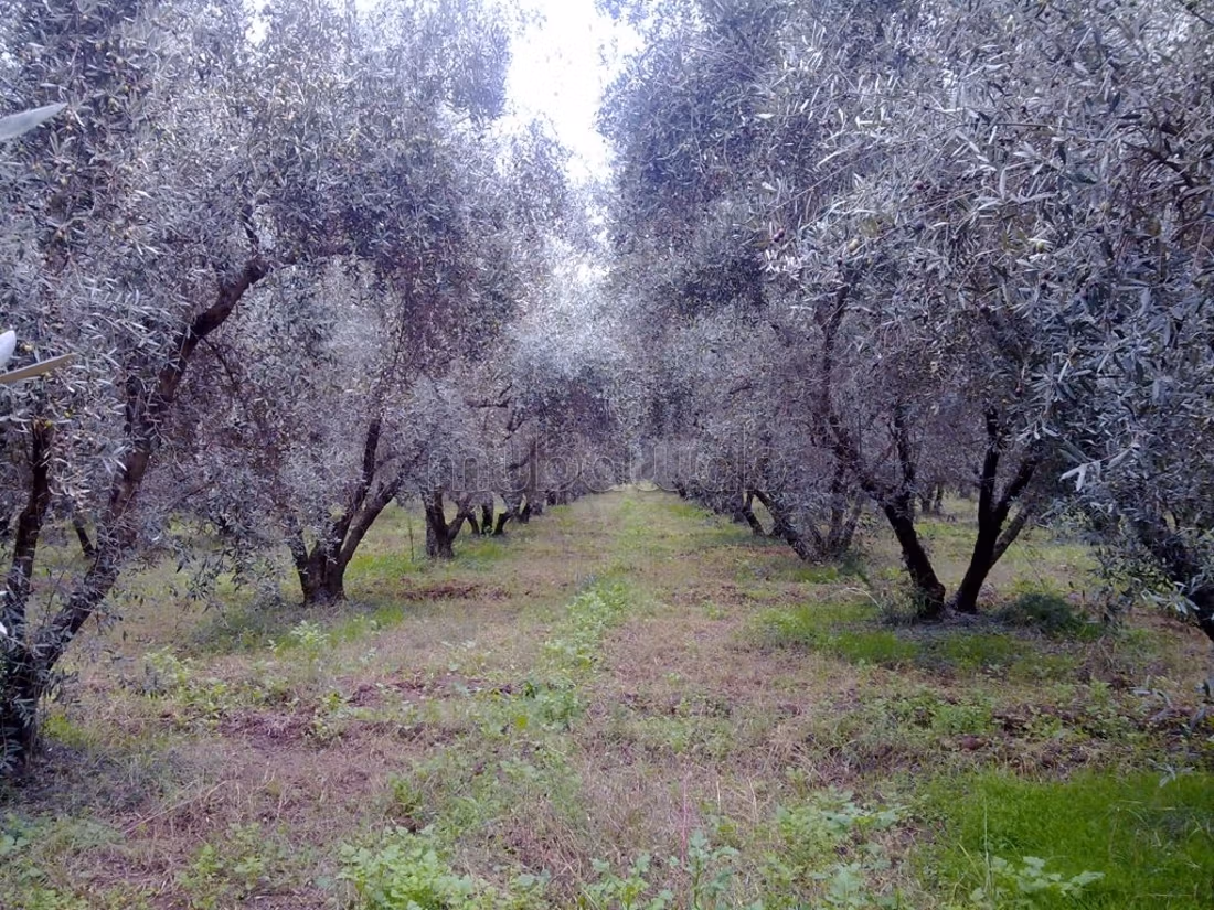 32 ha Farm for sale in Marrakech — Photo 3