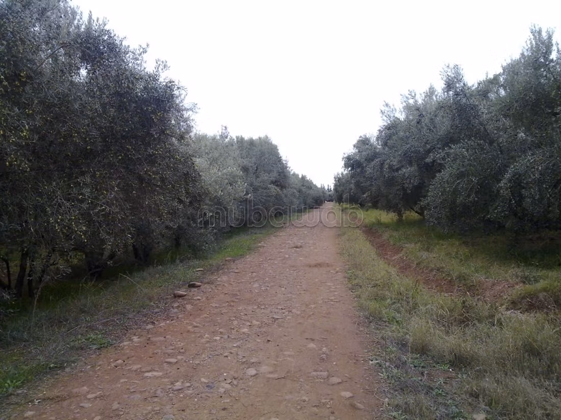 32 ha Farm for sale in Marrakech — Photo 5