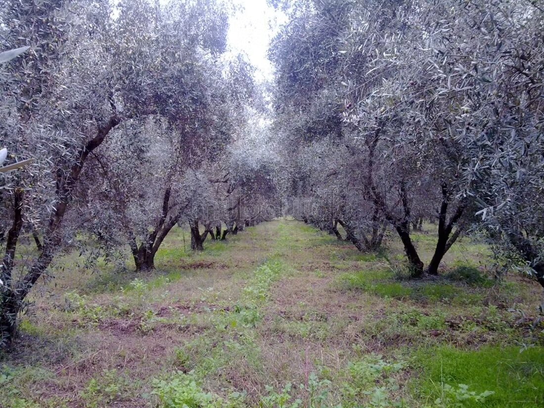 32 ha Farm for sale in Marrakech — Photo 4