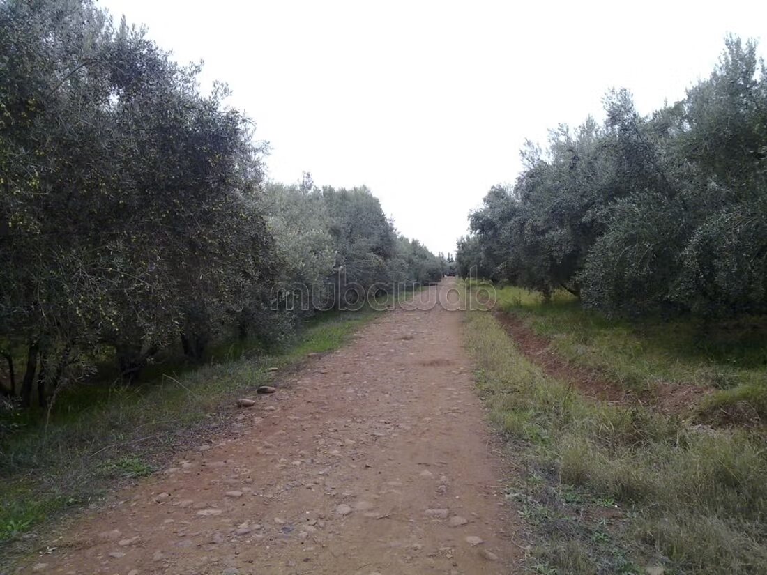 32 ha Farm for sale in Marrakech — Photo 6
