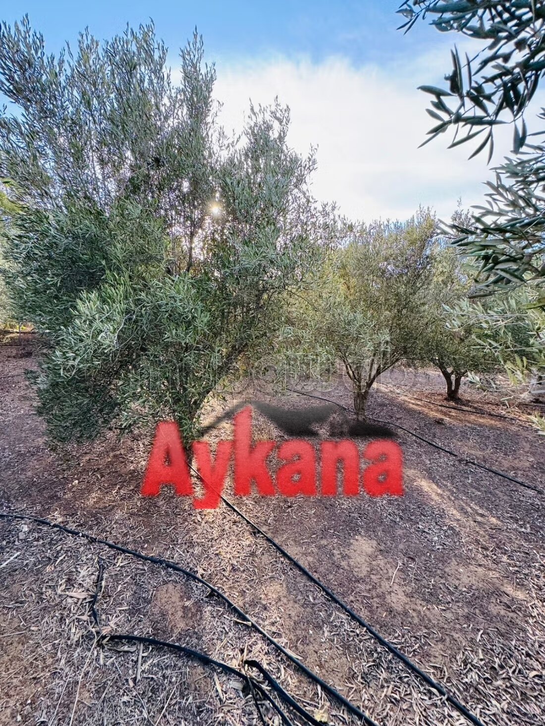 Farm 5000 m² for sale in Oum Azza — Photo 5