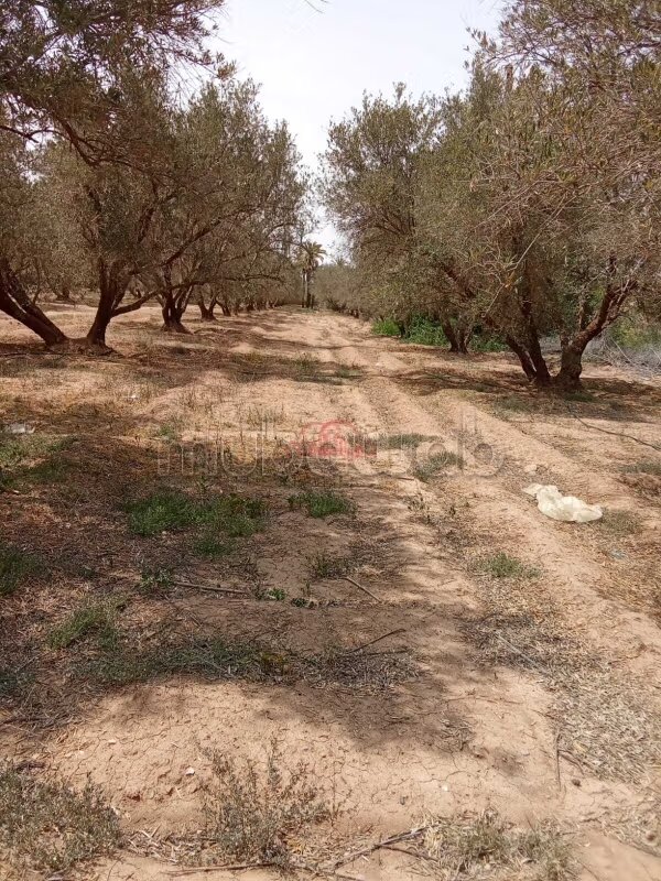 أرض 6600 م² للبيع في مراكش — Photo 5