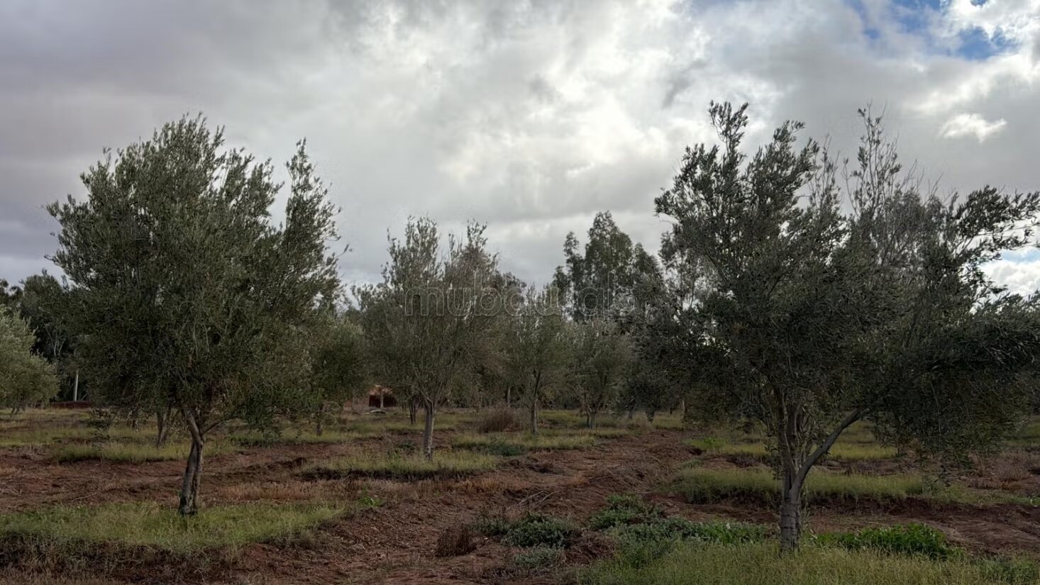 مزرعة للبيع بمراكش 4 هكتار مع زيتون — Photo 3