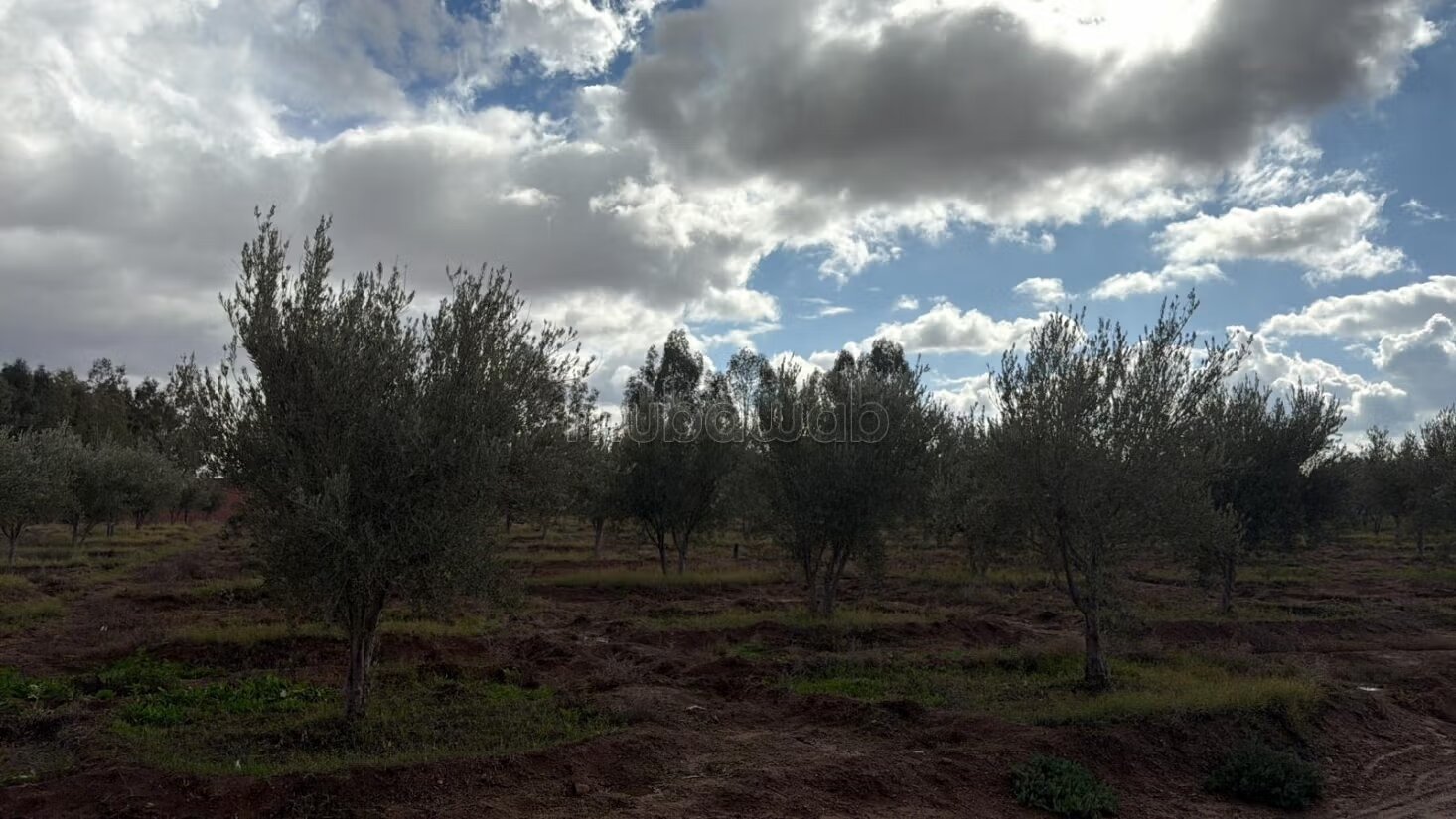 مزرعة للبيع بمراكش 4 هكتار مع زيتون — Photo 8