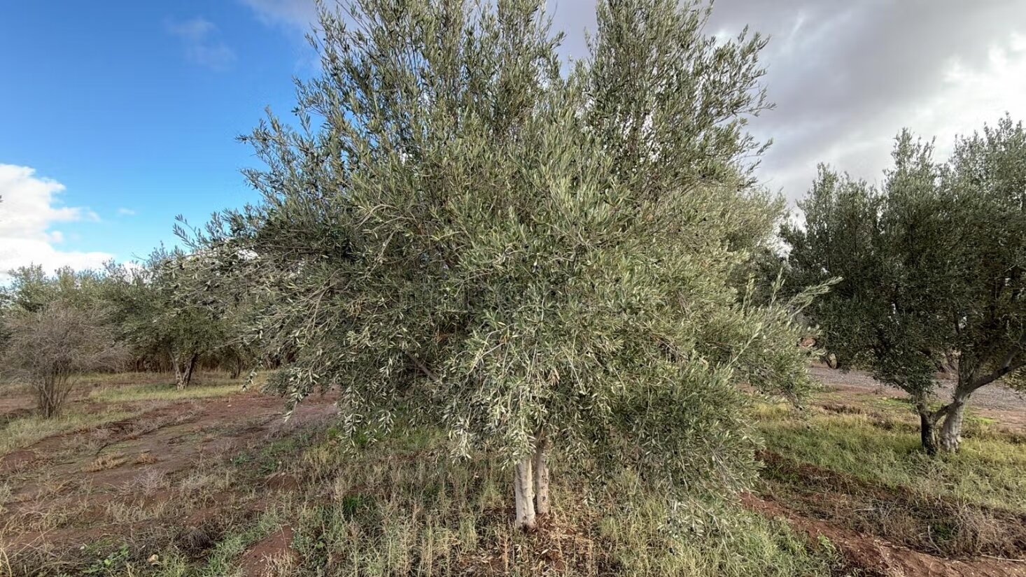 مزرعة للبيع بمراكش 4 هكتار مع زيتون — Photo 11