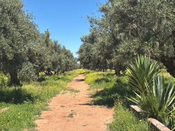 مزرعة للبيع بمراكش 4 هكتار مع زيتون — Photo 19
