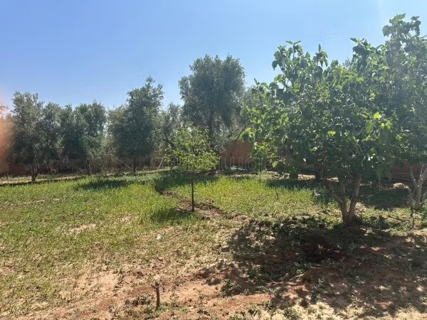 مزرعة للبيع بمراكش 4 هكتار مع زيتون — Photo 20