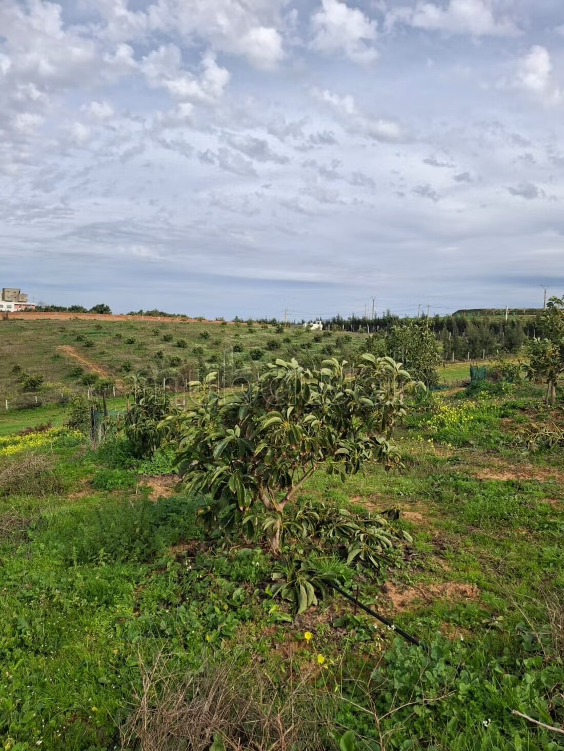 Farm 1200 m² for sale in Asilah — Photo 3