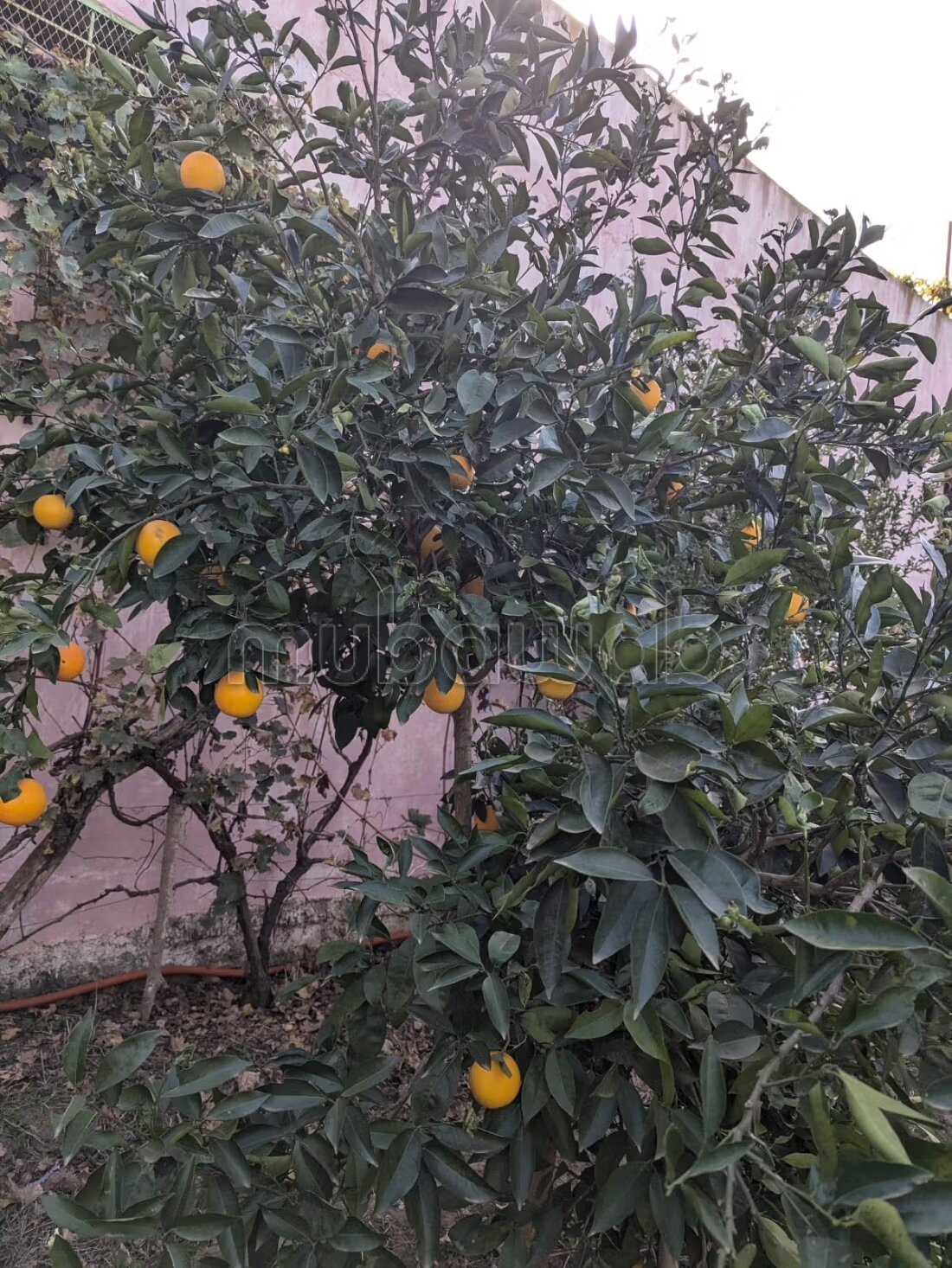 Farm 1200 m² for sale in Asilah — Photo 6