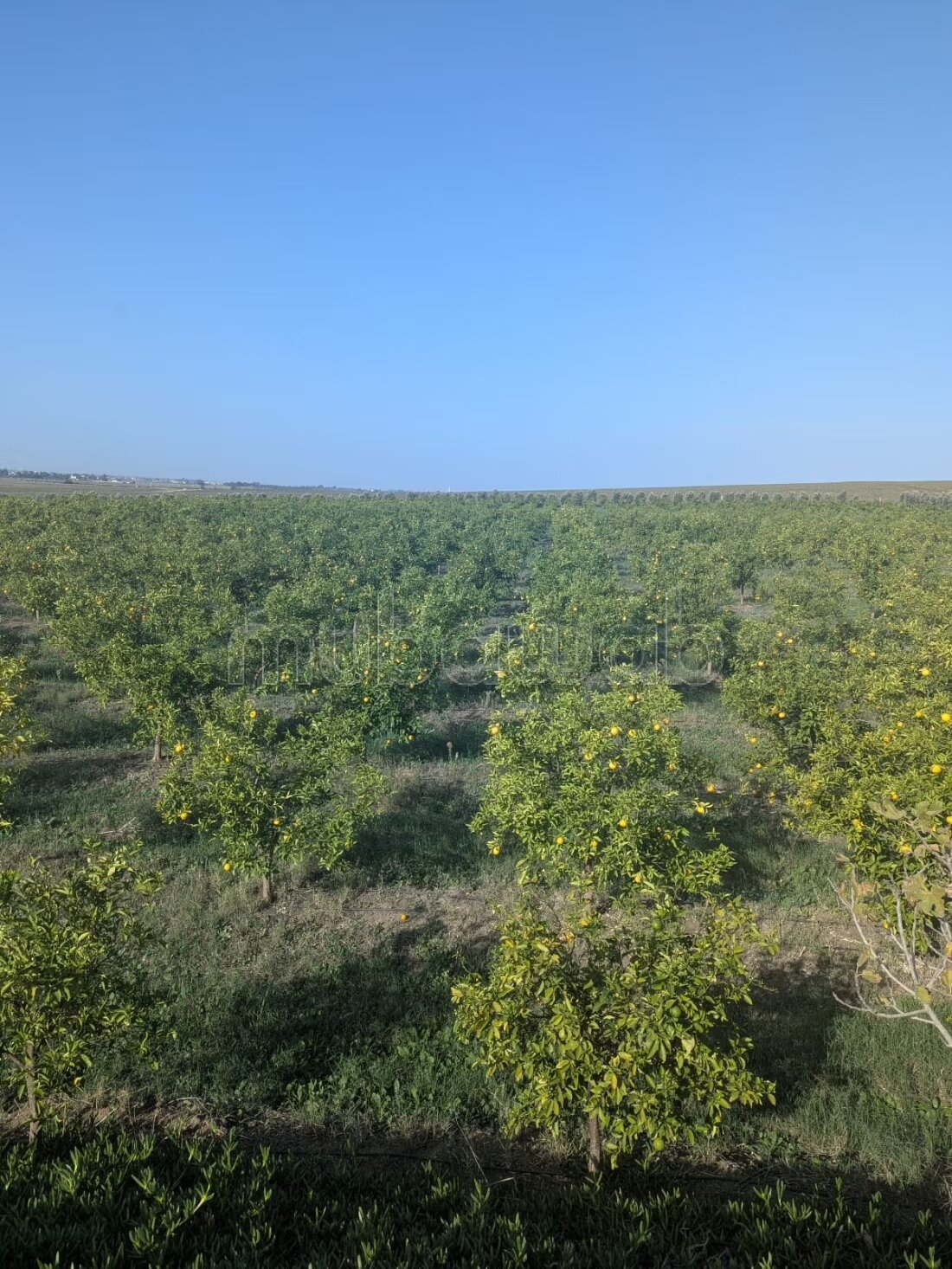 Farm 1200 m² for sale in Asilah — Photo 7