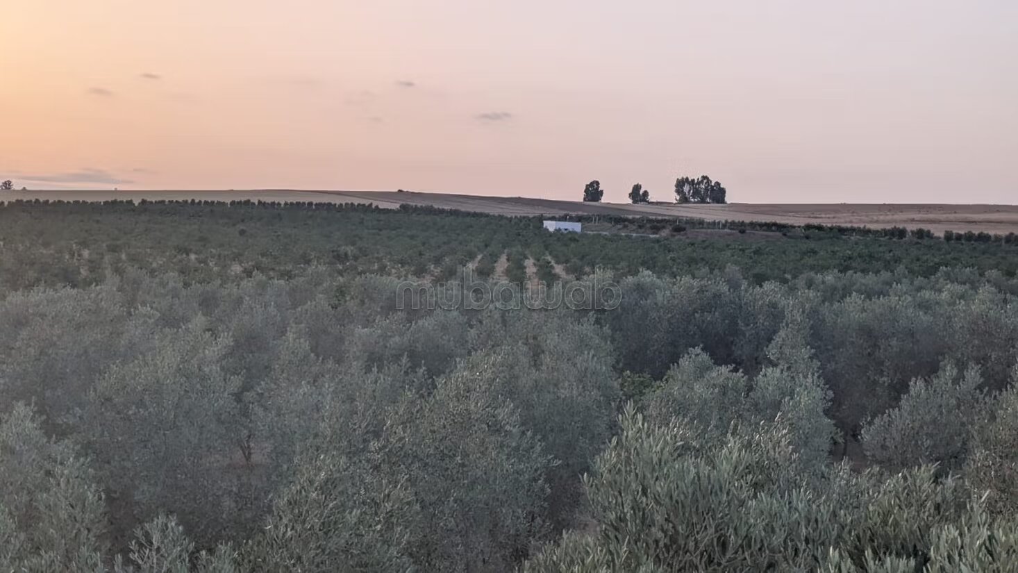 Farm 1200 m² for sale in Asilah — Photo 8