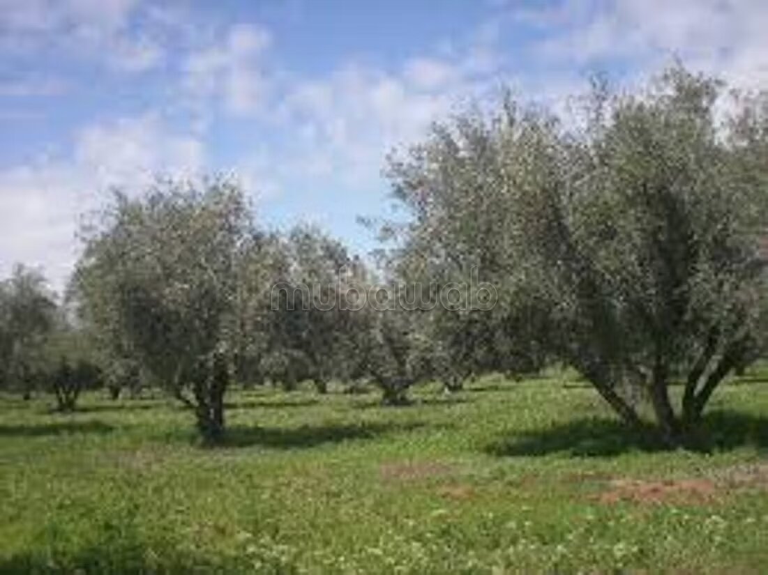 À vendre: Terrain de 11 Km titré SD2
