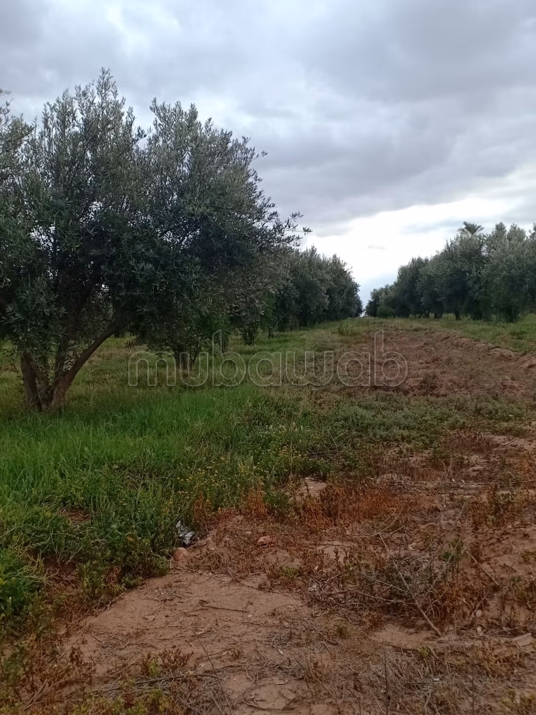 مزرعة 40000 متر مربع للبيع في مراكش — Photo 4