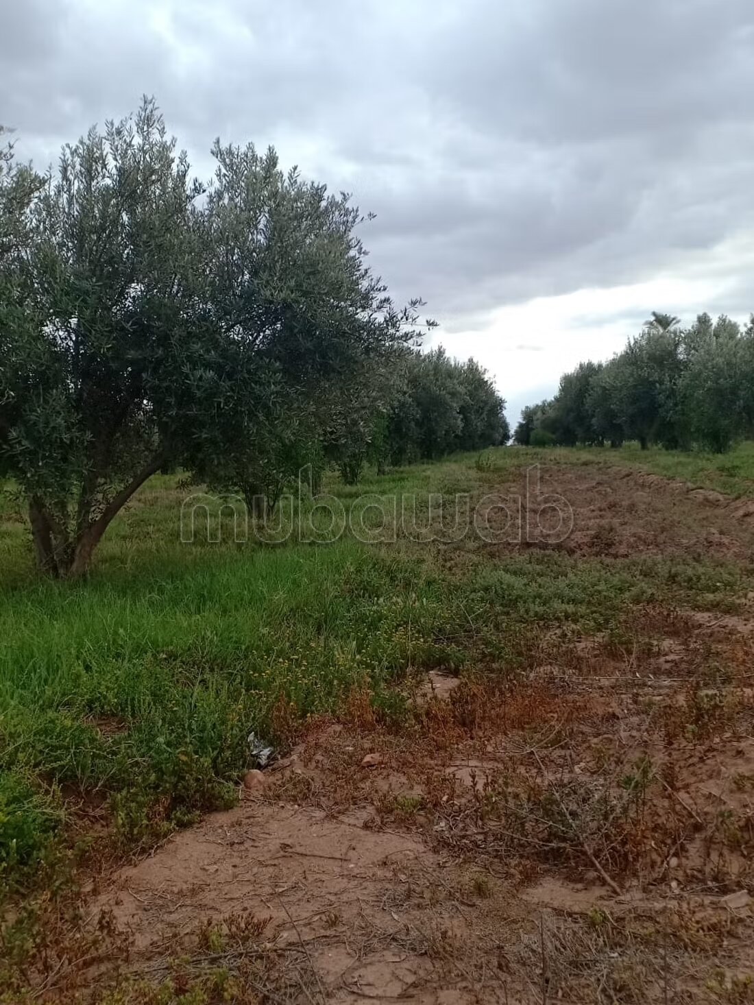 مزرعة 40000 متر مربع للبيع في مراكش — Photo 3
