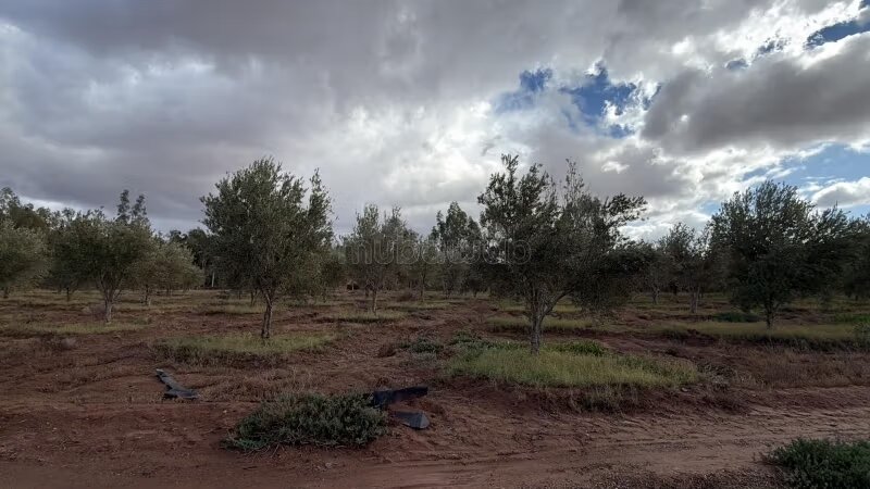 مزرعة 40000 متر مربع للبيع في مراكش — Photo 11