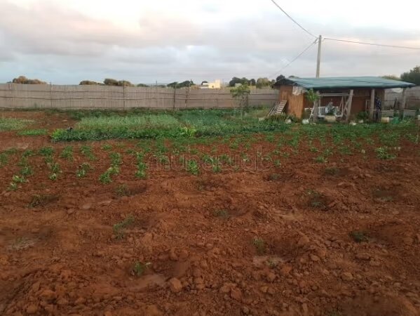 Agricultural land 317 m² for sale in Asilah — Photo 3