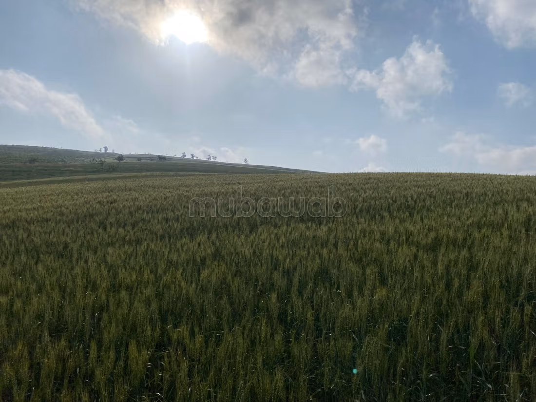 Ferme 860000 m² à vendre à Ain Bida — Photo 4