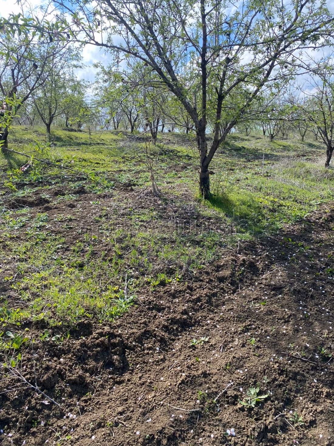 Ferme 860000 m² à vendre à Ain Bida — Photo 6