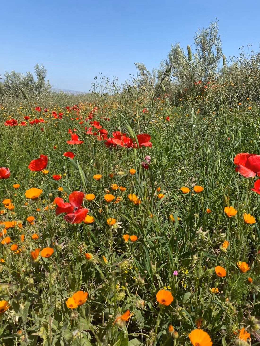 Ferme 860000 m² à vendre à Ain Bida — Photo 8