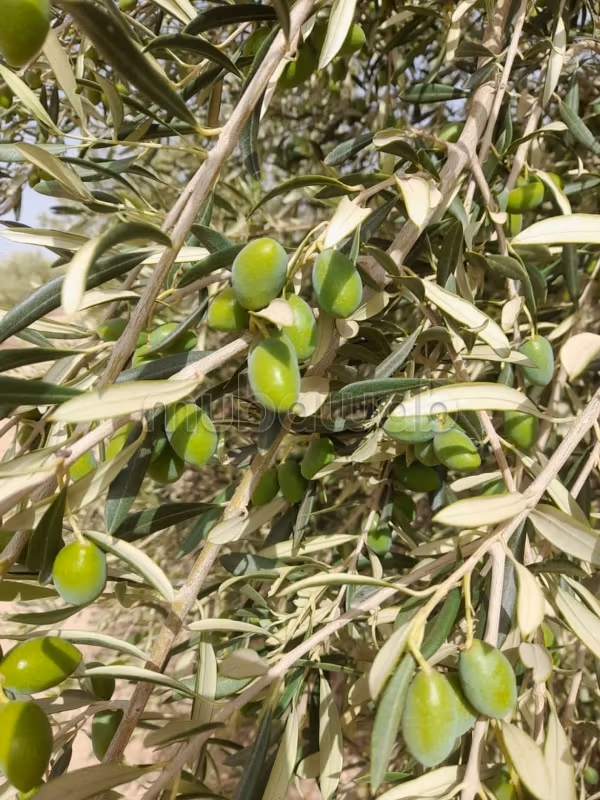 330 m² Land for sale in Guéliz, Marrakech — Photo 5