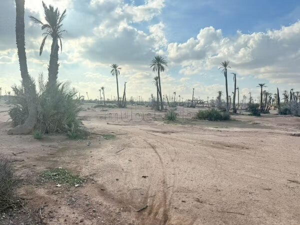 73,600 m² Land for Sale in Marrakech (Palmeraie) — Photo 7