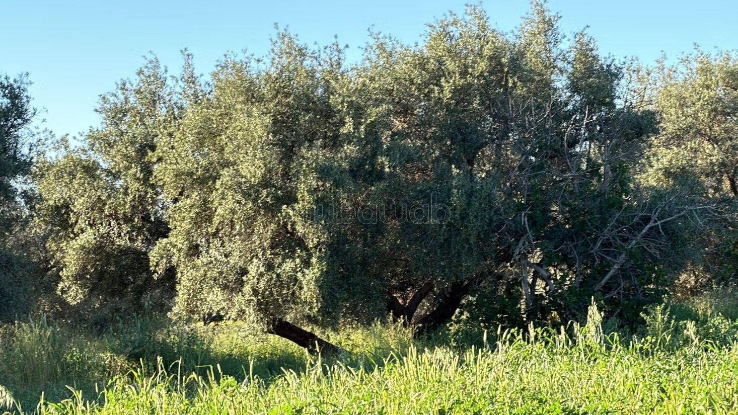 Agricultural Farm for Sale, 4 Hectares, 45 km from Marrakech — Photo 3